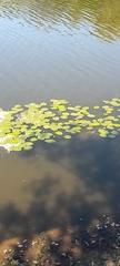 Nuphar lutea