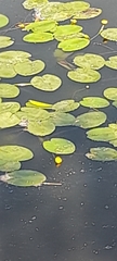 Nuphar lutea