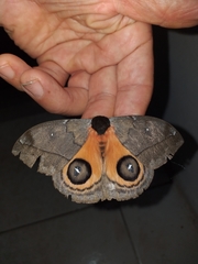 Automeris abdominalis