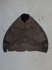 Automeris abdominalis