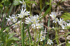 Gagea triflora