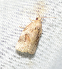 Archips grisea