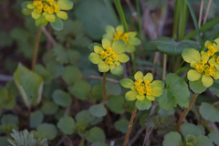 Chrysosplenium pilosum