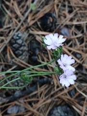 Silene linnaeana