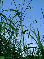 Rottboellia cochinchinensis