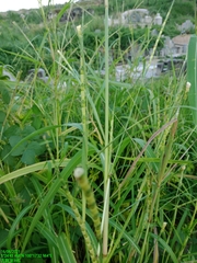 Rottboellia cochinchinensis