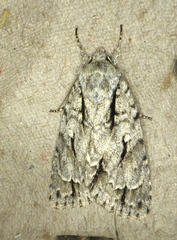 Acronicta lobeliae