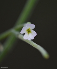 Malcolmia chia