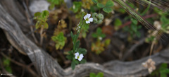 Malcolmia chia