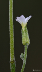 Malcolmia chia