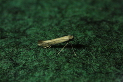 Aspilapteryx tringipennella