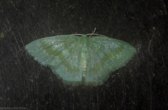 Prasinocyma lychnopasta