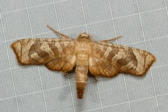 Opula lepida