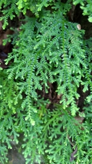 Selaginella labordei