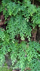 Selaginella labordei