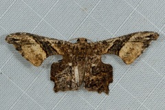 Monobolodes pernigrata