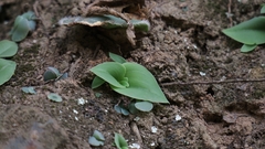 Habenaria arenaria
