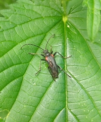 Stenocorus quercus