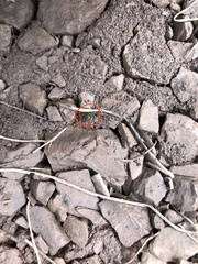 Myrmecophilus acervorum