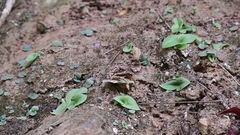 Habenaria arenaria