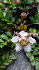 Rubus taiwanicola