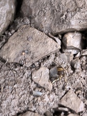 Myrmecophilus acervorum