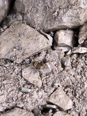 Myrmecophilus acervorum