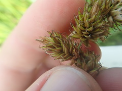 Carex disticha