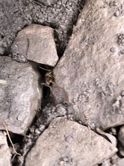 Myrmecophilus acervorum