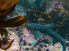 Spotted Gully Shark photo 2