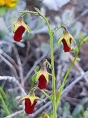 Hermannia filifolia