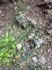 Andrographis paniculata