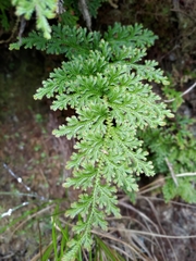 Selaginella involvens