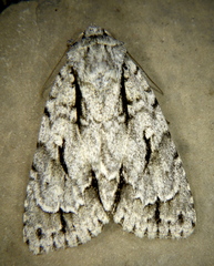 Acronicta lobeliae