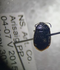 Sehirus cinctus albonotatus