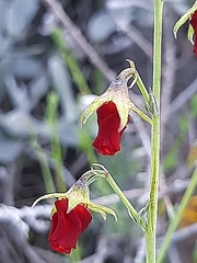 Hermannia filifolia