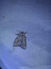 Cryphia fraudatricula