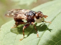 Myopa buccata