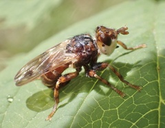 Myopa buccata