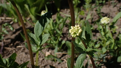 Valeriana californica