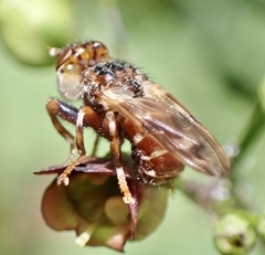 Myopa buccata
