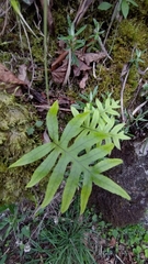 Selliguea echinospora