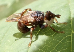 Myopa buccata