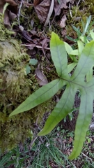 Selliguea echinospora