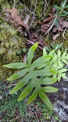 Selliguea echinospora