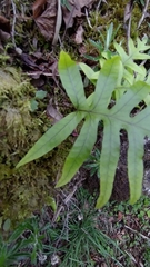 Selliguea echinospora