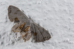 Dysaethria rubrililacina