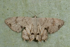 Dysaethria plicata