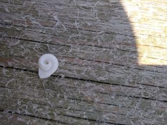 Planorbella campanulata