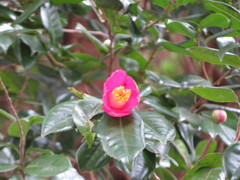 Camellia japonica